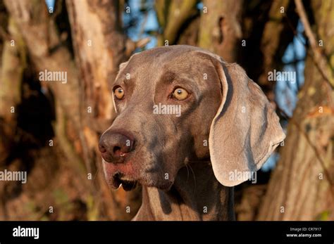 winemar dog|hunting dog history.